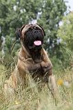 BULLMASTIFF 277